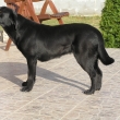 bezen 2011