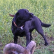 Dizzy hls zhasl kus sparkat zve.