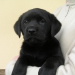 Arka, 6 t�den