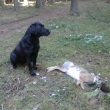 Dizzy na hon 2012, s dohledanm zajcem.